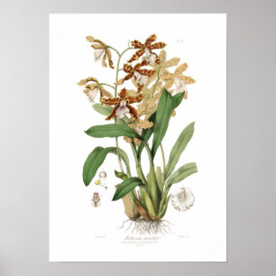 Miltonia candida poster