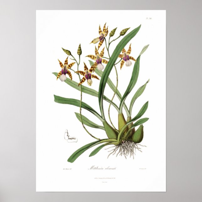 Miltonia clowesii. poster (Front)