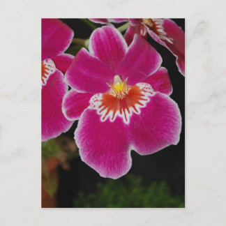 Miltonia Eros pansy orchid Postcard