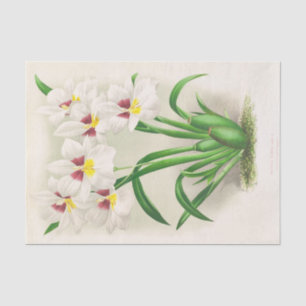 Miltonia Roezli (Orchid) by Jean Jules Linden Tissue Paper
