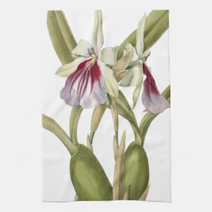 Miltonia Spectabilis orchid botanical kitchen towe Tea Towel