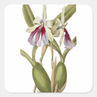 Miltonia Spectabilis orchid botanical sticker