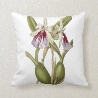 Miltonia Spectabilis orchid botanical throw pillow