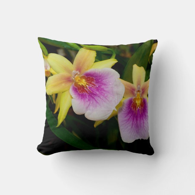 Miltonia Sunset Cushion (Front)
