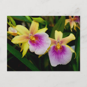 Miltonia Sunset Postcard