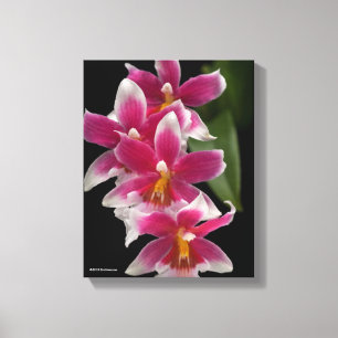 Miltonioda Sakura Canvas Print