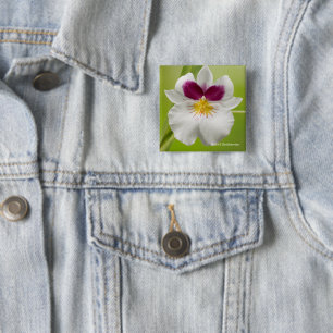 Miltoniopsis Roezlii (Pansy Orchids) 15 Cm Square Badge