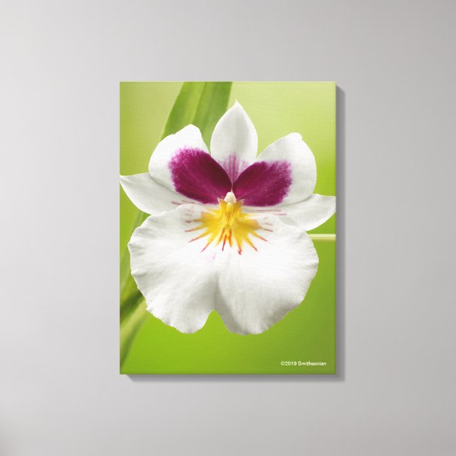 Miltoniopsis Roezlii (Pansy Orchids) Canvas Print (Front)