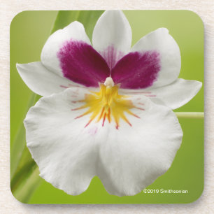 Miltoniopsis Roezlii (Pansy Orchids) Coaster