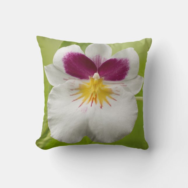 Miltoniopsis Roezlii (Pansy Orchids) Cushion (Front)