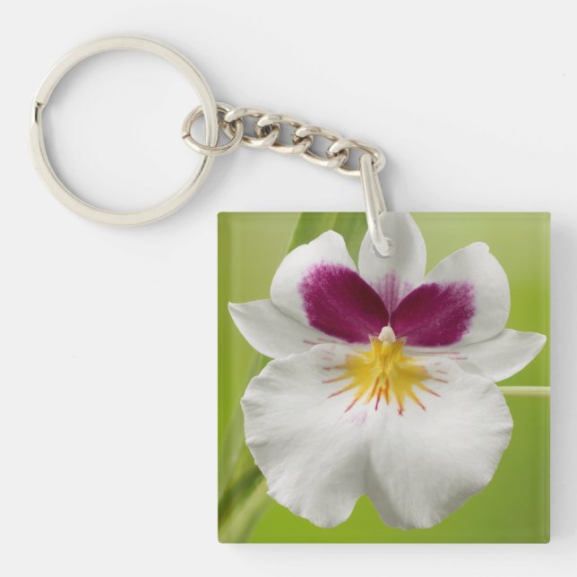 Miltoniopsis Roezlii (Pansy Orchids) Key Ring (Front)
