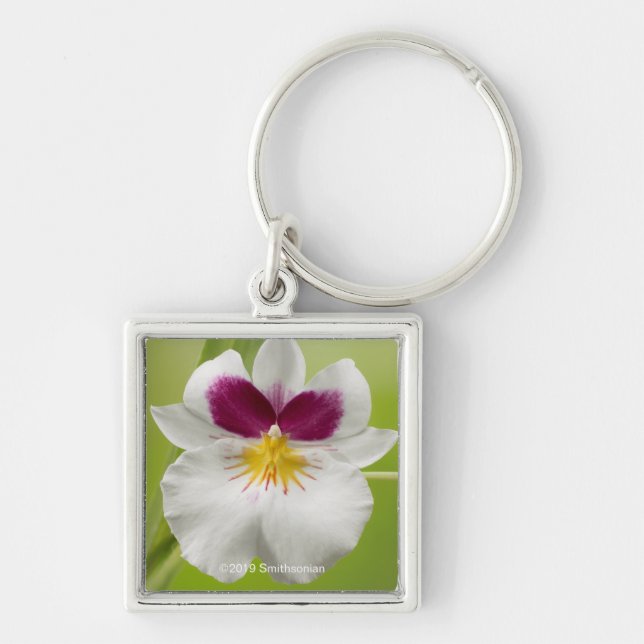 Miltoniopsis Roezlii (Pansy Orchids) Key Ring (Front)