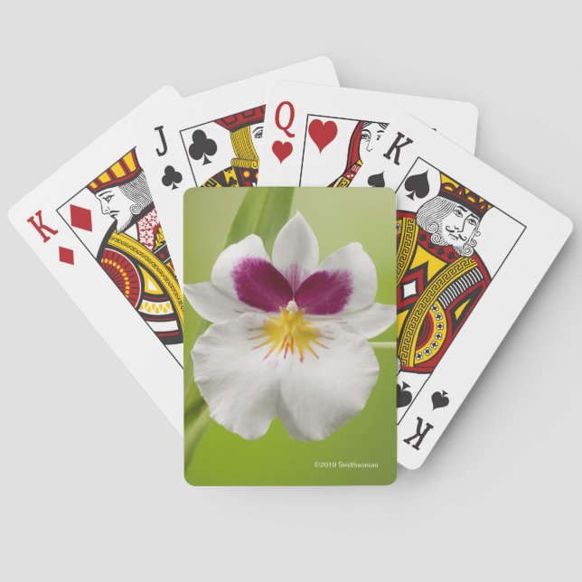 Miltoniopsis Roezlii (Pansy Orchids) Playing Cards (Back)