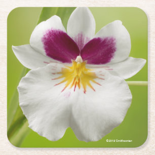 Miltoniopsis Roezlii (Pansy Orchids) Square Paper Coaster