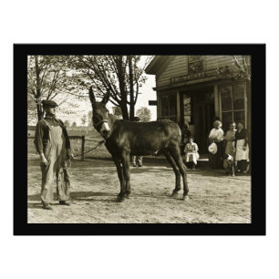 Milwaukee Mule and Farmer Vintage Postcard Photo Print