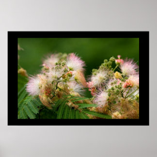 Mimosa Blossoms Poster