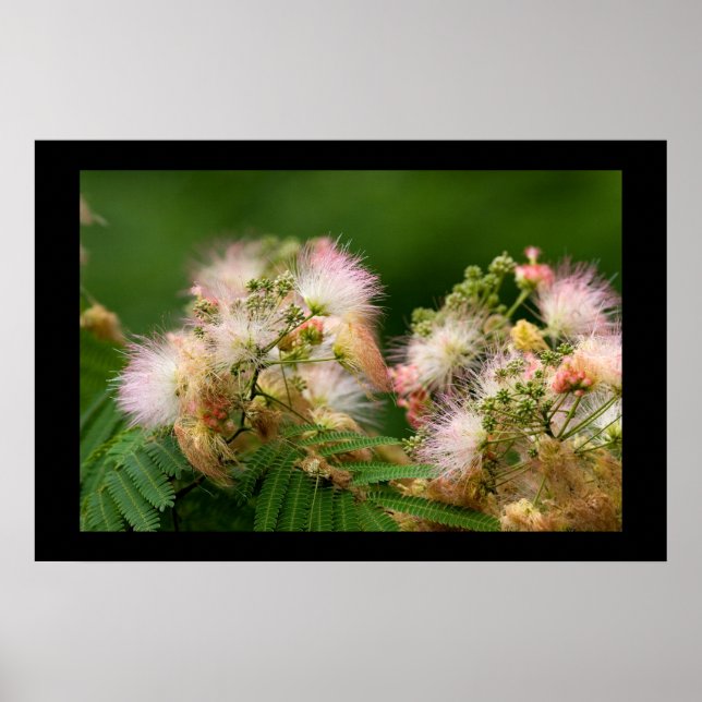 Mimosa Blossoms Poster (Front)