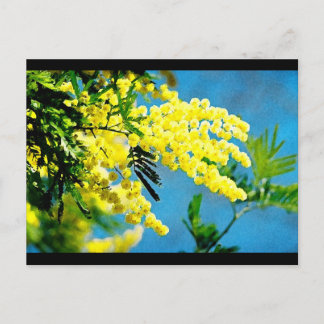 Mimosa de France Postcard