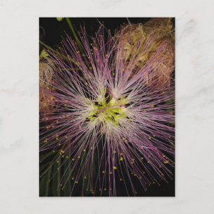 Mimosa Flower Postcard