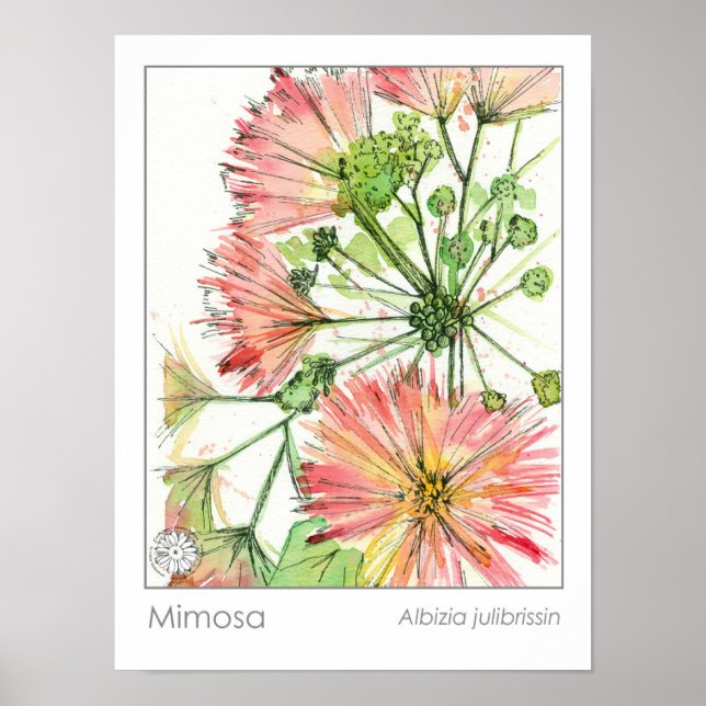 Mimosa Plant Pink Flowers Medicinal Herb Poster (Front)