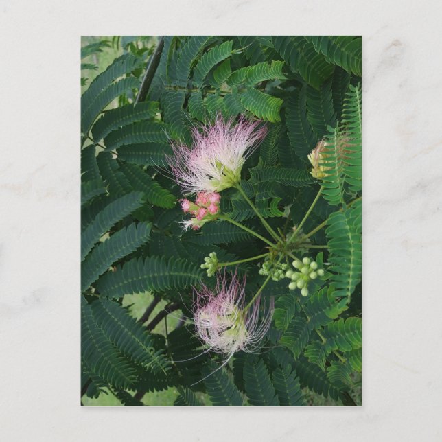 Mimosa Tree Blossom Postcard (Front)