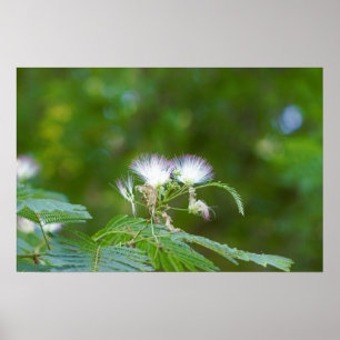 Mimosa Tree Flowers Poster