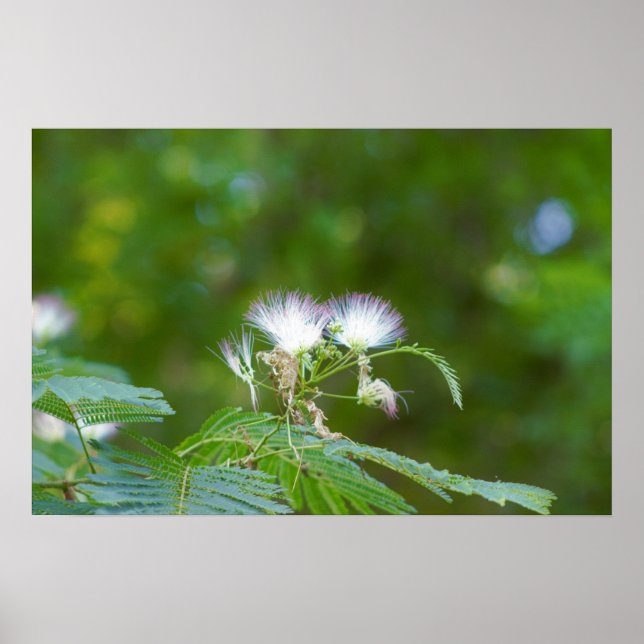 Mimosa Tree Flowers Poster (Front)