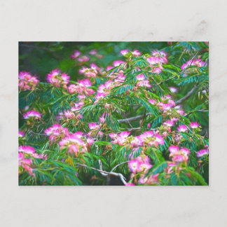 Mimosa Tree Postcard