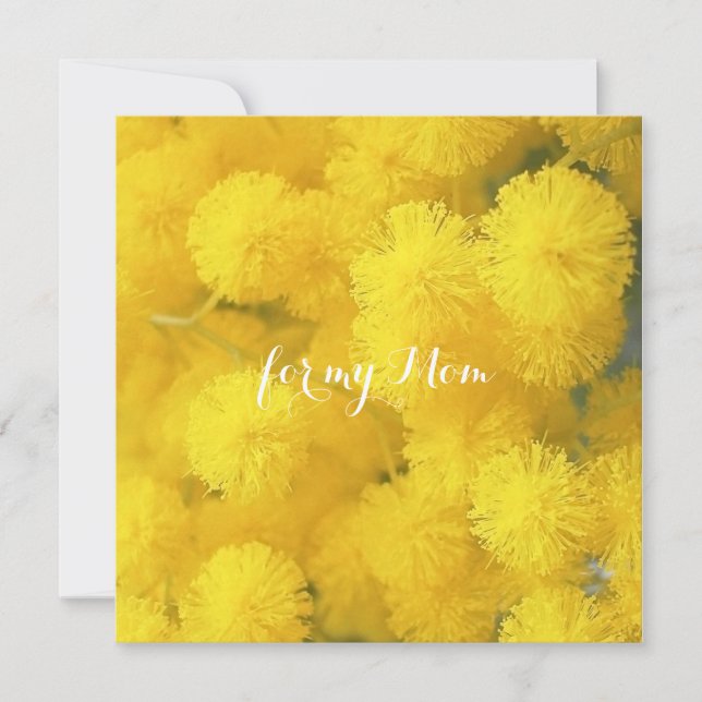 Mimosa. Yellow spring flowers. (Front)