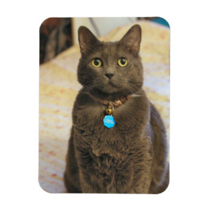 Mims   magnet