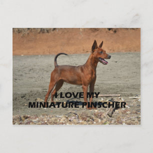 min pin red full love w pic postcard