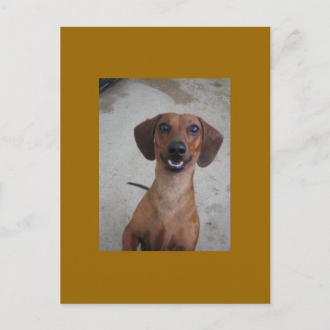 Minature Dachshund Postcard (Front)