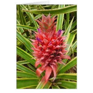 Minature Pink Pineapple