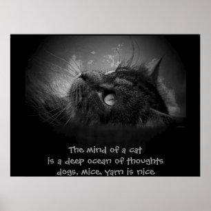 Mind of a cat haiku poster