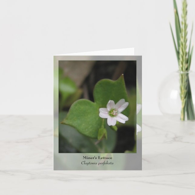 Miner's Lettuce - Native Notecard (Front)
