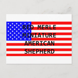 mini am shep name on flag red merle postcard