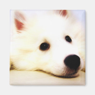 Mini American Eskimo Magnet