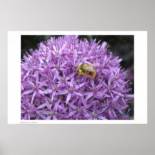 Mini Bumble Bee on Allium Poster (Front)