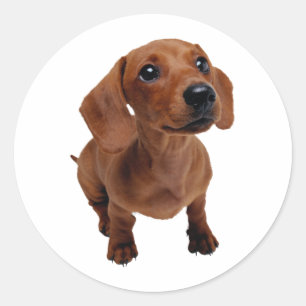 Mini Dachshund Decal Classic Round Sticker
