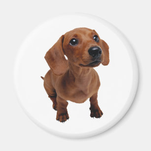 Mini Dachshund Magnet