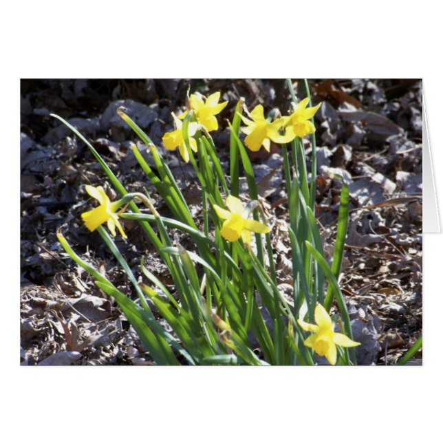 mini Daffodils (Front Horizontal)