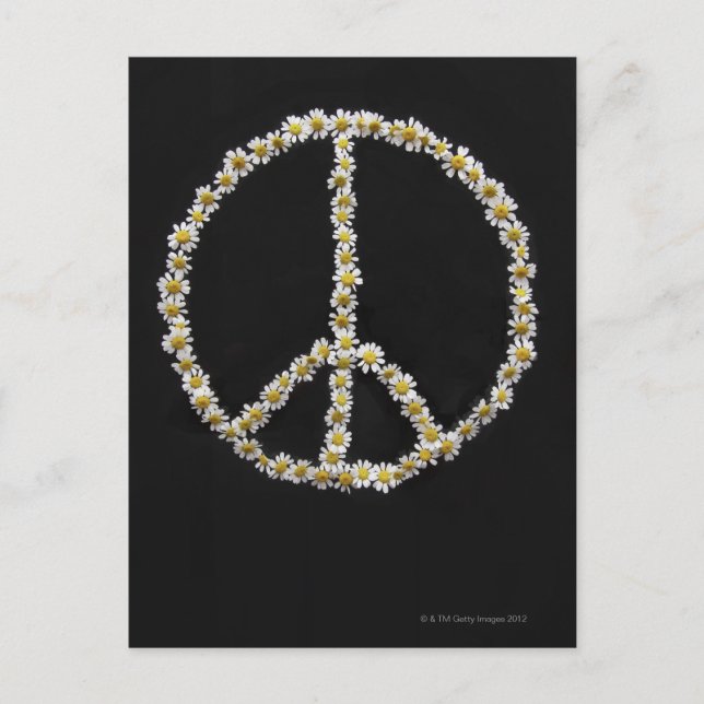 Mini Daisies In a Peace Symbol Postcard (Front)