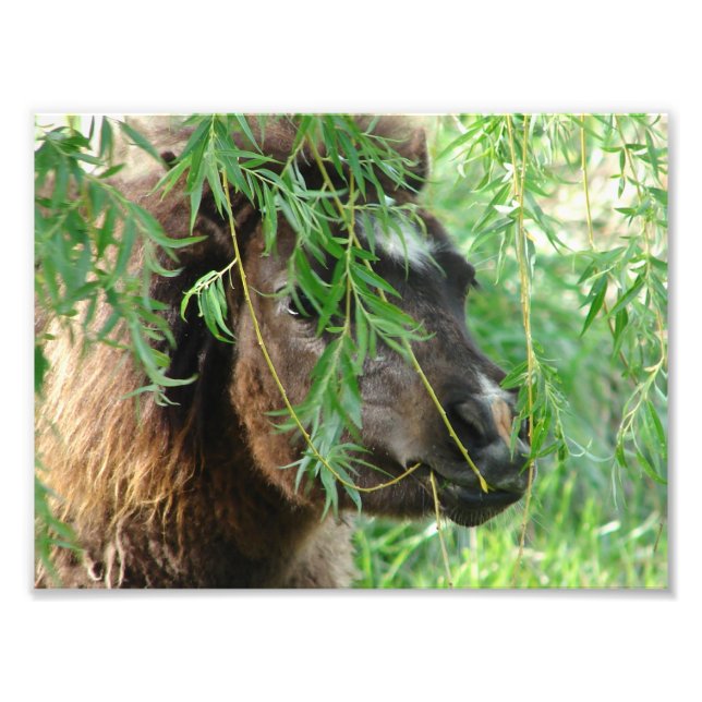 Mini Filly Being Onery Photo Print (Front)