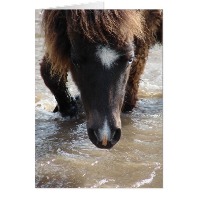 Mini Filly Goes For A Swim (Front)