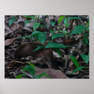 Mini Forest Poster