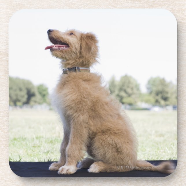 Mini golden doodle coaster (Front)