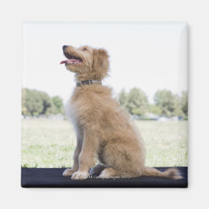 Mini golden doodle magnet