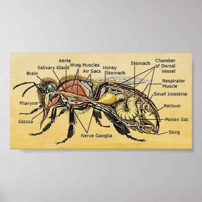 Mini Honey Bee Poster (Front)