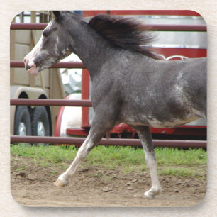 Mini Horse in Liberty Class Coaster