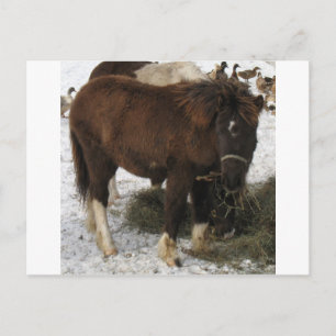 mini horse postcard